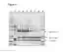 Fig. 05 - Method for purifying transgenic factor VII/VIIA