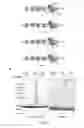 Fig. 09 - Methods and Kits to Create Protein Substrate˜HECT-Ubiquitin Ligase Pairs