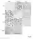 Fig. 07 - Protein with recombinase activity for site-specific DNA-recombination