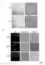 Fig. 11 - Protein with recombinase activity for site-specific DNA-recombination