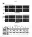 Fig. 06 - Replication competent pseudo-type retrovirus vector system