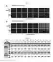 Fig. 08 - Replication competent pseudo-type retrovirus vector system