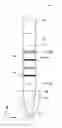 Fig. 01 - Inspection tool for nucleic acid chromatography