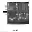 Fig. 07 - MICROARRAY SYSTEM WITH IMPROVED SEQUENCE SPECIFICITY