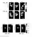 Fig. 08 - Distribution of refractive index measurement by synthetic aperture tomography