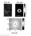 Fig. 11 - Distribution of refractive index measurement by synthetic aperture tomography