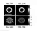 Fig. 14 - Distribution of refractive index measurement by synthetic aperture tomography