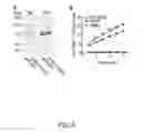 Fig. 06 - Methods and compounds for diagnosing threonyl-tRNA synthetase-associated diseases and conditions