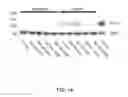 Fig. 15 - Methods and compounds for diagnosing threonyl-tRNA synthetase-associated diseases and conditions