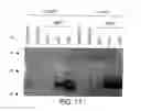 Fig. 40 - TUMOR SUPPRESSOR DESIGNATED TS10Q23.3
