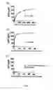Fig. 09 - SH2 domain variants