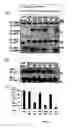 Fig. 12 - SH2 domain variants