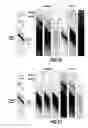 Fig. 06 - Tool for imaging a downhole environment