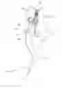 Fig. 01 - Apparatus for reducing clutch pedal effort