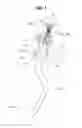 Fig. 02 - Apparatus for reducing clutch pedal effort