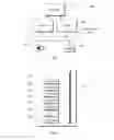 Fig. 02 - Integrated bi-sensing optical structure for head mounted display