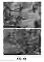 Fig. 14 - Graphene-nano particle composite having nanoparticles crystallized therein at a high density