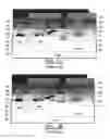 Fig. 03 - Methods of manufacturing a semiconductor device having varying p-top and n-grade regions