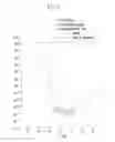 Fig. 07 - Organic light emitting display device