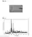 Fig. 03 - Fluorophore, method for producing same, light-emitting device using fluorophore, image display device, pigment, and ultraviolet absorbent