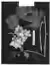 Fig. 02 - Grape plant named 'ARRATWENTYFIVE'