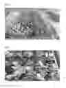Fig. 02 - Methods and Compositions for Production of Watermelon Fruit