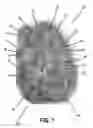 Fig. 02 - Lightweight coated extruded granular absorbent