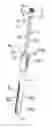 Fig. 01 - Extension device for a bone anchor, in particular for minimally invasive surgery