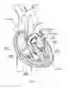 Fig. 02 - Devices, systems, and methods for reshaping a heart valve annulus