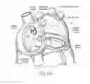 Fig. 07 - Devices, systems, and methods for reshaping a heart valve annulus