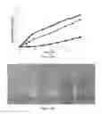 Fig. 09 - DENATURED LACTOGLOBULIN AND POLYPHENOL COASSEMBLIES