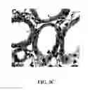 Fig. 08 - Materials and methods for treating diseases caused by genetic disorders using aminoglycosides and derivatives thereof which exhibit low nephrotoxicity