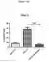 Fig. 08 - Methods and compositions for enhancing an immune response, blocking monocyte migration, amplifying vaccine immunity and inhibiting tumor growth and metastasis
