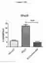 Fig. 09 - Methods and compositions for enhancing an immune response, blocking monocyte migration, amplifying vaccine immunity and inhibiting tumor growth and metastasis