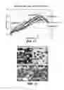 Fig. 08 - Abrasive article including shaped abrasive particles
