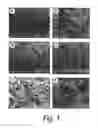 Fig. 02 - Self-Assembling Peptides Incorporating Modifications and Methods of Use Thereof
