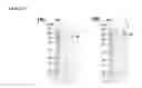 Fig. 09 - STABILIZED GP120