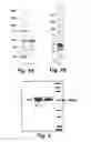 Fig. 02 - Immunogenic compositions and methods of use thereof