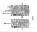 Fig. 09 - METHODS AND COMPOSITIONS FOR GENERATION OF GERMLINE HUMAN ANTIBODY GENES