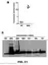 Fig. 45 - Antibodies to tau