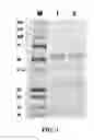 Fig. 02 - Engineered immunoglobulin FC polypeptides