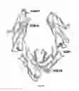 Fig. 09 - Engineered immunoglobulin FC polypeptides