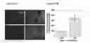 Fig. 06 - Methods for producing cells having a phenotype of a primary human hepatocytes and compositions