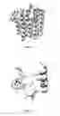 Fig. 08 - PRIMER FOR AMPLIFYING GERANYL PYROPHOSPHATE SYNTHASE FROM MANGO