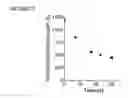 Fig. 04 - STRUCTURED BIOLOGICAL MATERIALS AND RELATED PRODUCTS AND METHODS