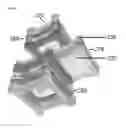 Fig. 05 - STRUCTURED BIOLOGICAL MATERIALS AND RELATED PRODUCTS AND METHODS