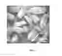 Fig. 02 - Preparation and use of plant embryo explants for transformation