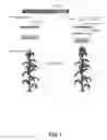 Fig. 02 - Tissue-specific expression and hybrid plant production