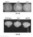 Fig. 09 - Method of producing stress tolerant plants overexpressing CaSUN1