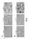 Fig. 06 - Consumable Cryopreserved Cells Transiently Overexpressing Gene(s) Encoding Drug Transporter Protein(s) and/or Drug Metabolizing Enzyme(s)